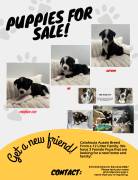 Catahoula Aussie, Mixed Breed