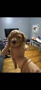 mini poodles for sale in NY, Poodle