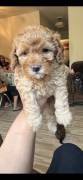 mini poodles for sale in NY, Poodle