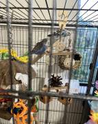 parakeets need a loving home, Parakeet
