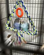 parakeets need a loving home, Parakeet