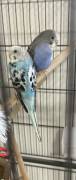 parakeets need a loving home, Parakeet