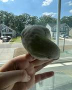 turquoise pallid Quaker , Quaker Parakeet