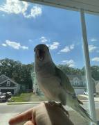 turquoise pallid Quaker , Quaker Parakeet