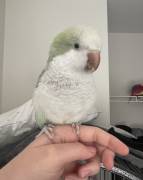 turquoise pallid Quaker , Quaker Parakeet