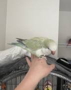 turquoise pallid Quaker , Quaker Parakeet