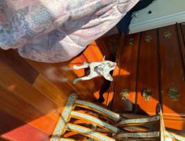 Sphynx kittens, Mixed Breed