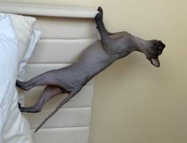 Sphynx kittens, Mixed Breed