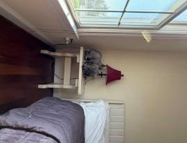 Sphynx kittens, Mixed Breed