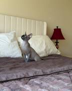 Sphynx kittens, Mixed Breed