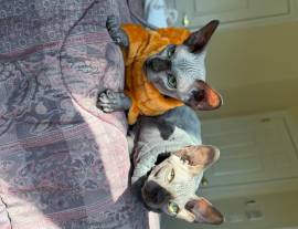 Sphynx kittens, Mixed Breed