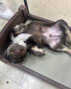 FRENCH BULLDOG PUPPY (FLUFFY), French Bulldog