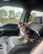 FRENCH BULLDOG PUPPY (FLUFFY), French Bulldog