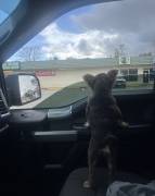 FRENCH BULLDOG PUPPY (FLUFFY), French Bulldog