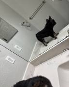 FRENCH BULLDOG PUPPY (FLUFFY), French Bulldog