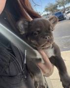 FRENCH BULLDOG PUPPY (FLUFFY), French Bulldog