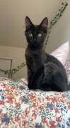 Cat needs rehoming today, Mixed Breed