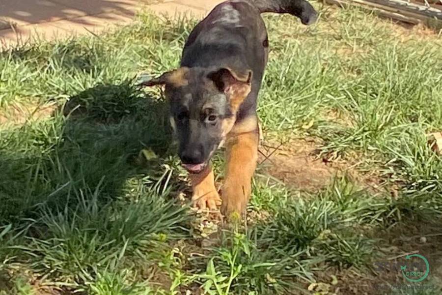 german shepherd puppies, German Shepherd