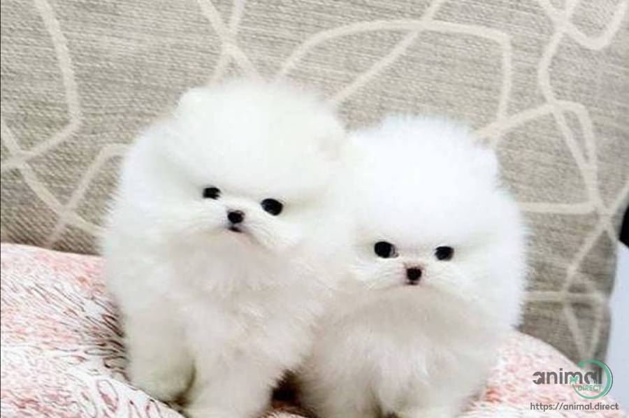 Beautiful Teacup Pomeranian pu, Pomeranian