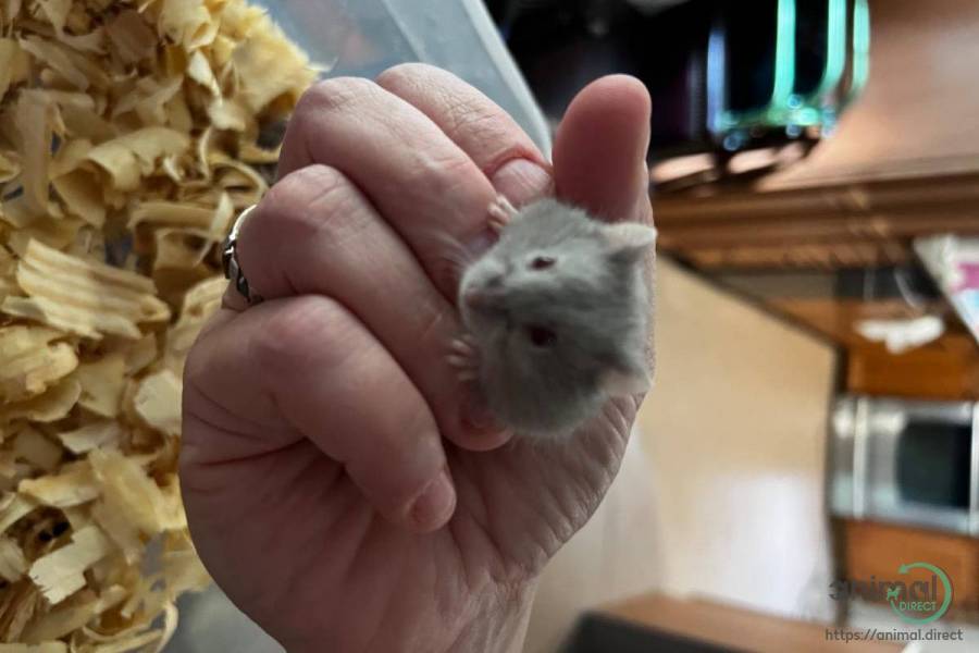 Dwarf Hamsters, Hamster