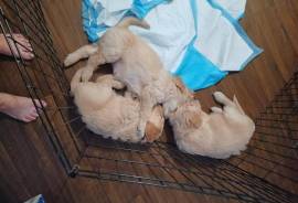 Sale.  Adorable Golden Doodles, Mixed Breed