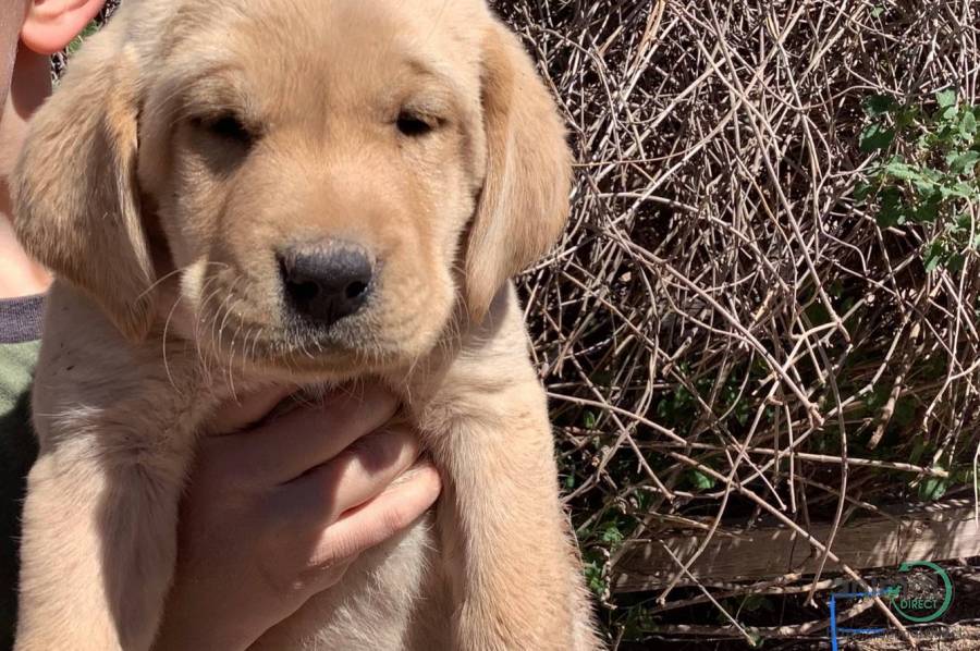 Labrador Retriever, Labrador Retriever