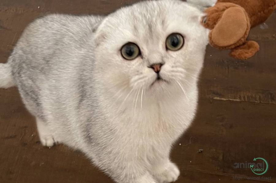 Scottish fold silver kitten, Scottish Fold