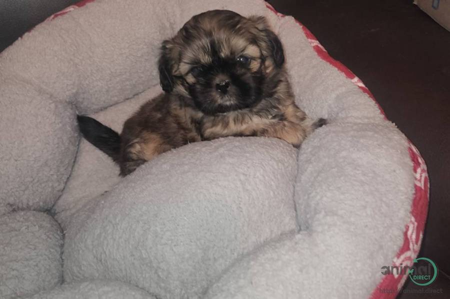 CKC Registered, Shih Tzu