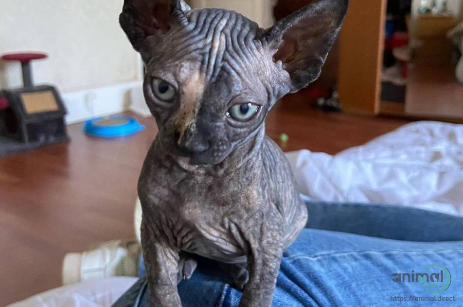 sphynx kittens for adoption, Sphynx