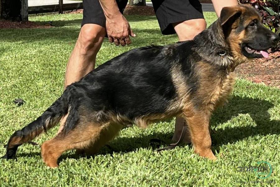 Max, German Shepherd
