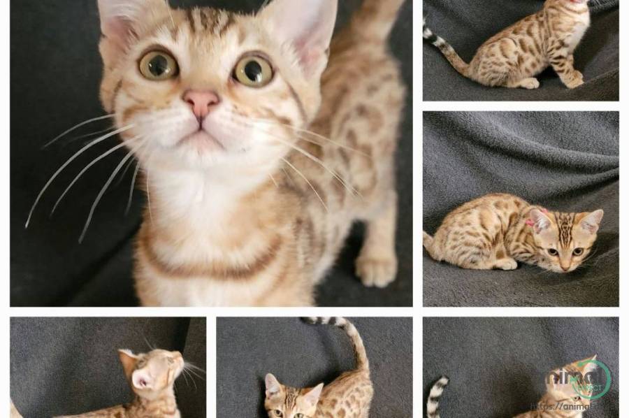 Stunning Bengal kittens , Bengal