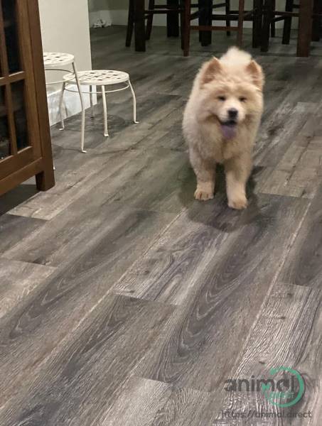Puppy Chow For Sale!, Chow Chow
