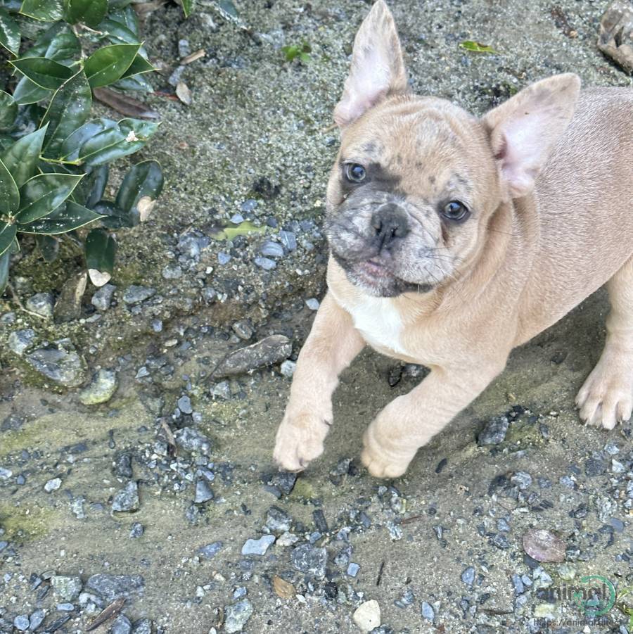 male frenchie , French Bulldog