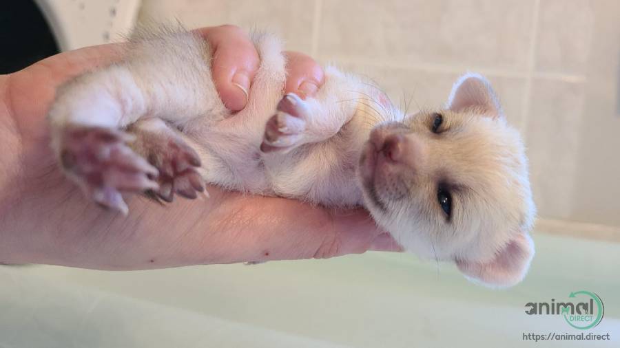 Fennec Fox Babies, Kits, Fennec Fox in Tampa, Florida