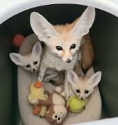 Fennec Fox Babies, Kits, Fennec Fox