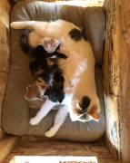 calico kittens , Mixed Breed