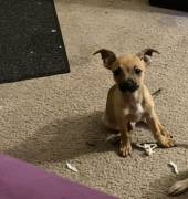 Chiweenie - Short Nose Terrier, Mixed Breed