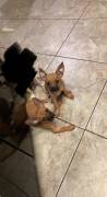 Chiweenie - Short Nose Terrier, Mixed Breed