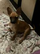 Chiweenie - Short Nose Terrier, Mixed Breed