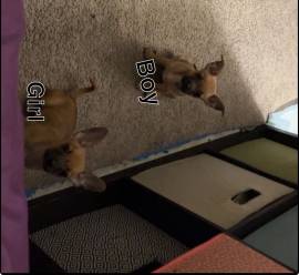Chiweenie - Short Nose Terrier, Mixed Breed