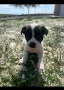 shih tzu mixed puppies, Mixed Breed