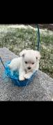 shih tzu mixed puppies, Mixed Breed