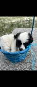 shih tzu mixed puppies, Mixed Breed