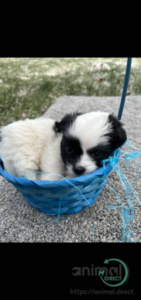 shih tzu mixed puppies, Mixed Breed