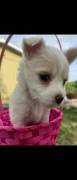 shih tzu mixed puppies, Mixed Breed
