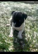 shih tzu mixed puppies, Mixed Breed