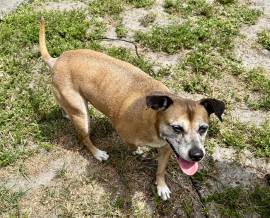 FREE Mixed Female Terrier, Mixed Breed