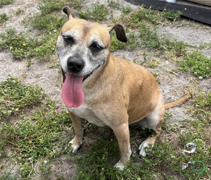 FREE Mixed Female Pitbull, Mixed Breed