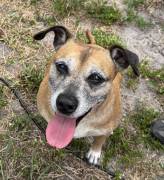 FREE Mixed Female Pitbull, Mixed Breed
