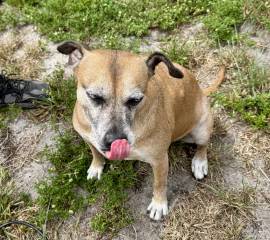 FREE Mixed Female Pitbull, Mixed Breed